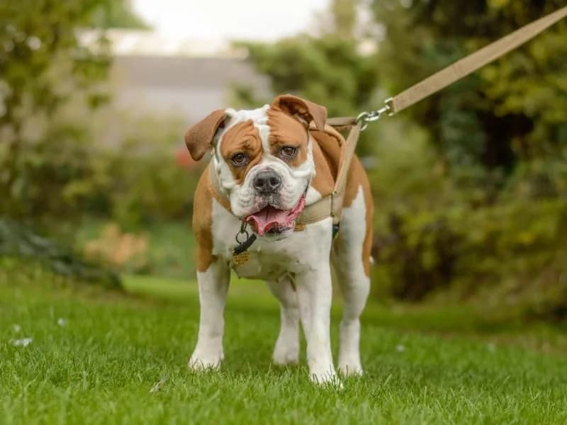 Nala, female 3yo English Bulldog for adoption at Dogs Trust Kenilworth, Kenilworth