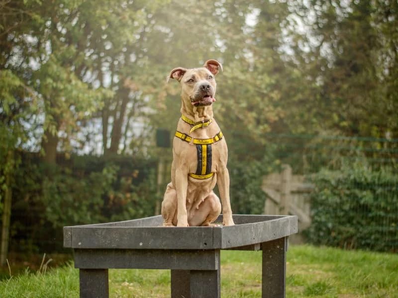 Fudge, female 3yo Cane Corso for adoption at Dogs Trust Kenilworth, Kenilworth
