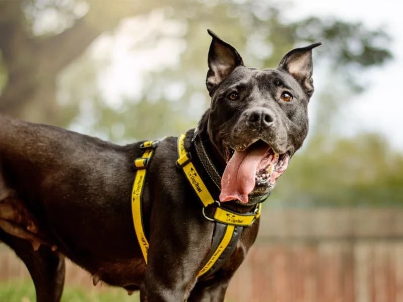 Blossom, female 5yo Staffordshire Bull Terrier for adoption at Dogs Trust Kenilworth, Kenilworth