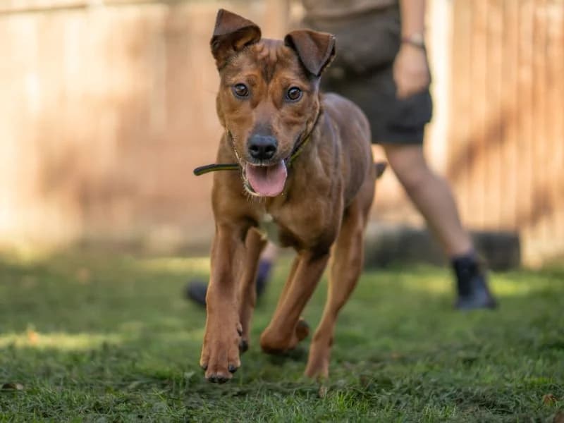 Tango, female young Mixed Breed for adoption at Dogs Trust Kenilworth, Kenilworth