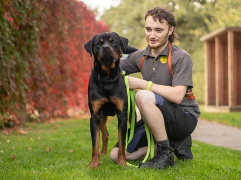 Nico, male 3yo Rottweiler for adoption at Dogs Trust Kenilworth, Kenilworth