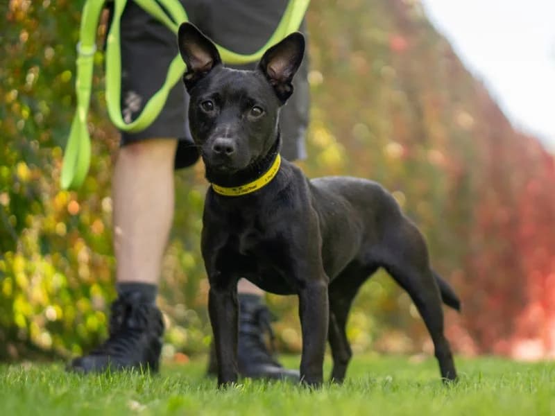 Maya, female 3yo mixed breed for adoption at Dogs Trust Kenilworth, Kenilworth