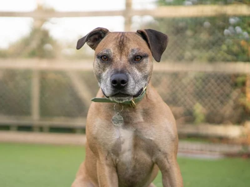 Toby, male 5yo Staffordshire Bull Terrier for adoption at Dogs Trust Kenilworth, Kenilworth