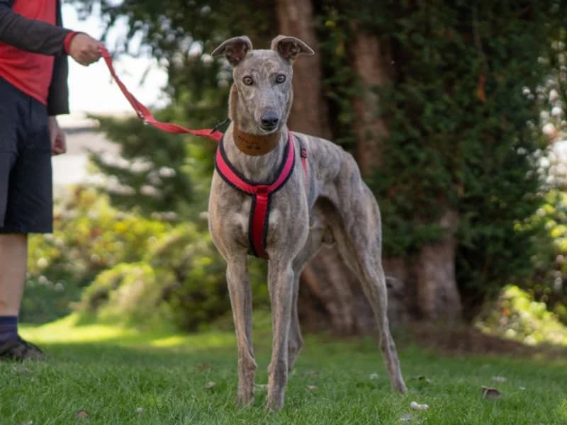 Mason, male 3yo Greyhound for adoption at Dogs Trust Kenilworth, Kenilworth