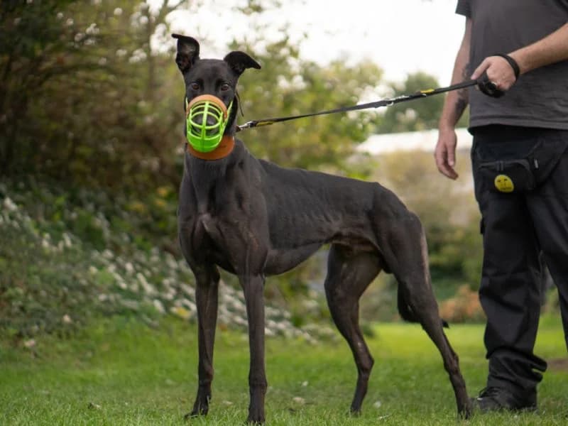 Aiden, male 4yo Greyhound for adoption at Dogs Trust Kenilworth, Kenilworth