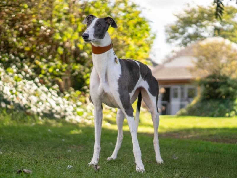 Josie, female young Greyhound for adoption at Dogs Trust Kenilworth, Kenilworth