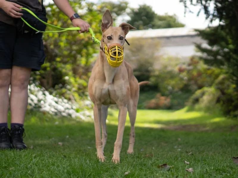 Aurora, female 4yo Greyhound for adoption at Dogs Trust Kenilworth, Kenilworth