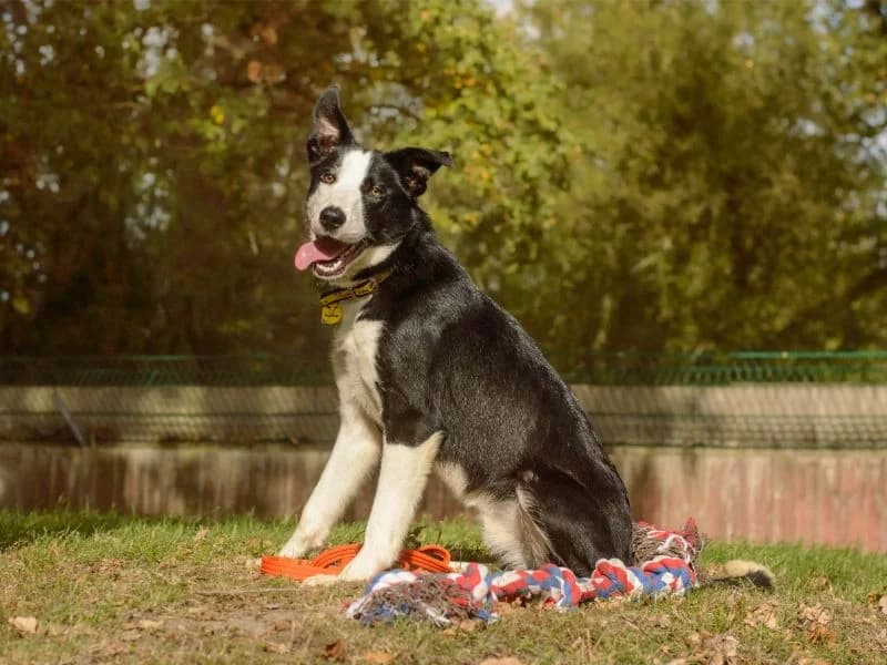 Cowboy, male puppy Border Collie for adoption at Dogs Trust Kenilworth, Kenilworth