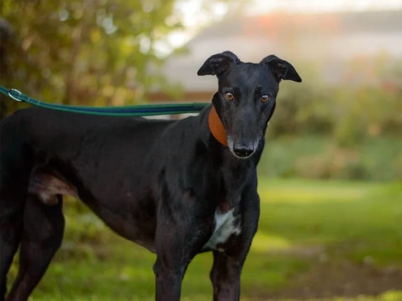 Charley, male 6yo Greyhound for adoption at Dogs Trust Kenilworth, Kenilworth