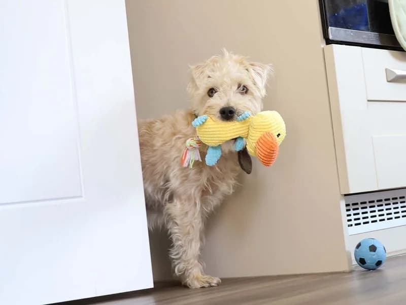 Teddy, male 7yo Mixed Breed for adoption at Dogs Trust Leeds, Leeds