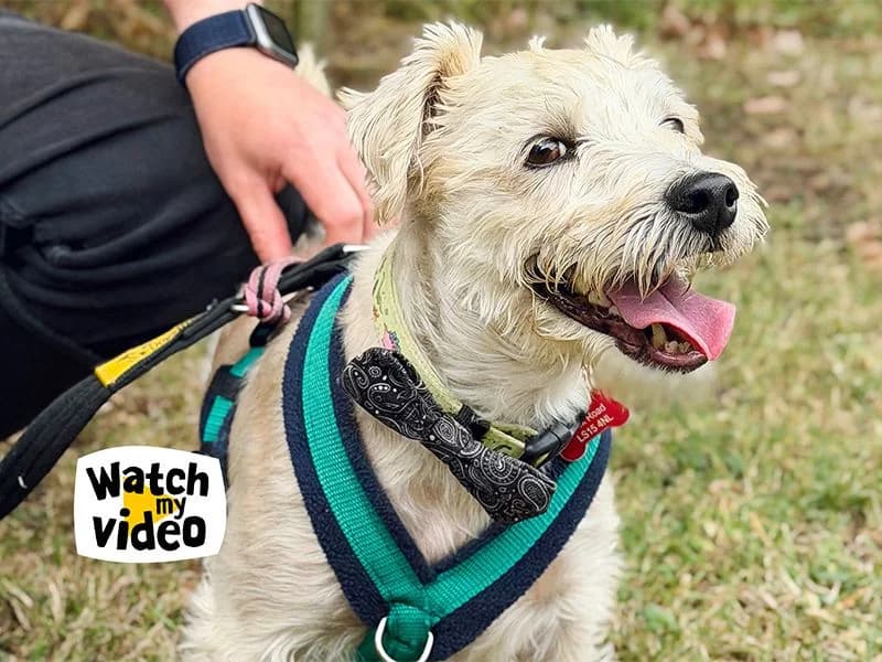 Teddy, male senior Mixed Breed for adoption at Dogs Trust Leeds, Leeds