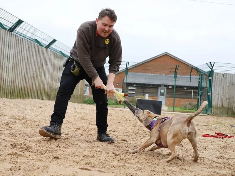 Milo, male 5yo Staffordshire Bull Terrier for adoption at Dogs Trust Leeds, Leeds