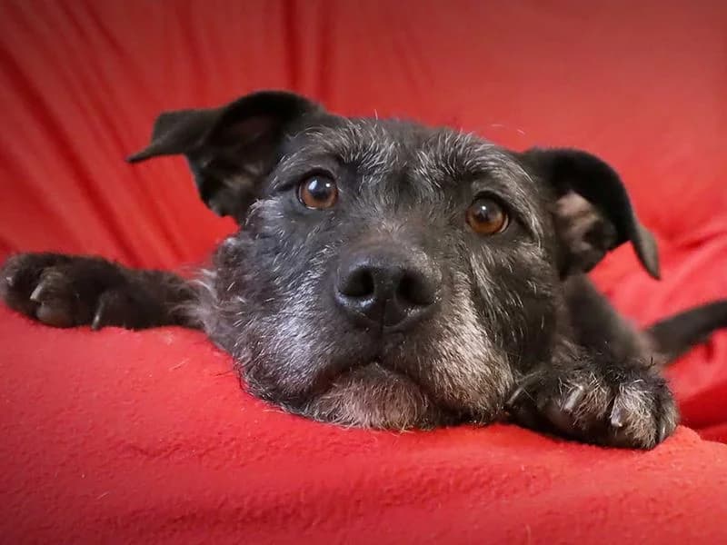 Brontë, female 5yo Mixed Breed for adoption at Dogs Trust Leeds, Leeds