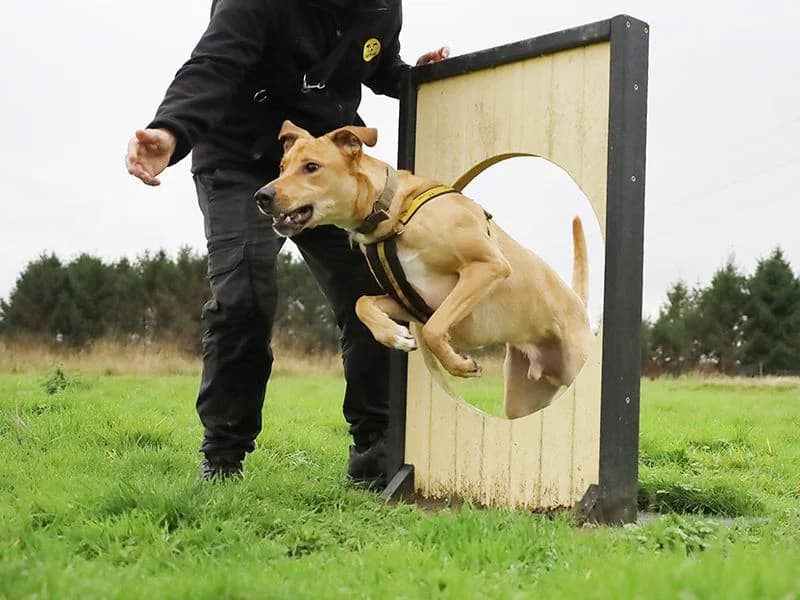 Nuche, male 3yo mixed breed for adoption at Dogs Trust Leeds, Leeds