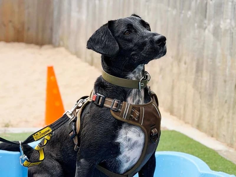 Billy, male young mixed breed for adoption at Dogs Trust Leeds, Leeds