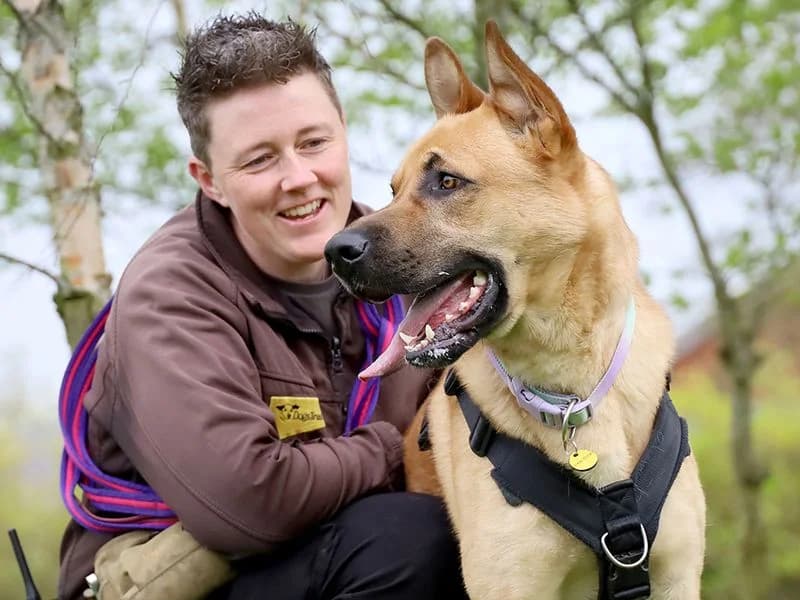 Buddy, male young mixed breed for adoption at Dogs Trust Leeds, Leeds