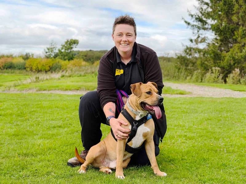 Otis, male young Staffordshire Bull Terrier for adoption at Dogs Trust Leeds, Leeds