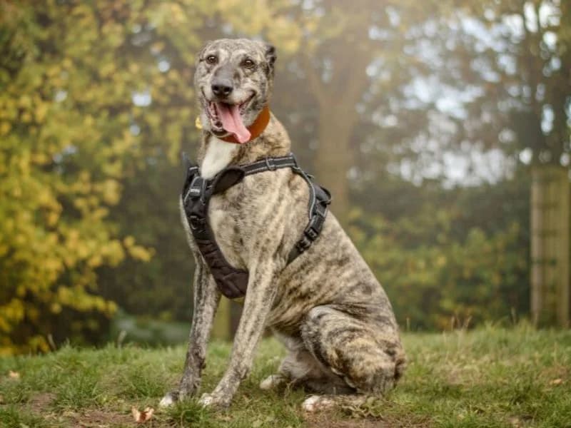 Gino, male 4yo mixed breed for adoption at Dogs Trust Leeds, Leeds