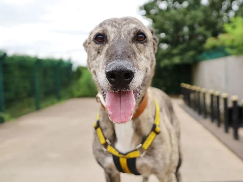 Gino, male 4yo Lurcher for adoption at Dogs Trust Leeds, Leeds