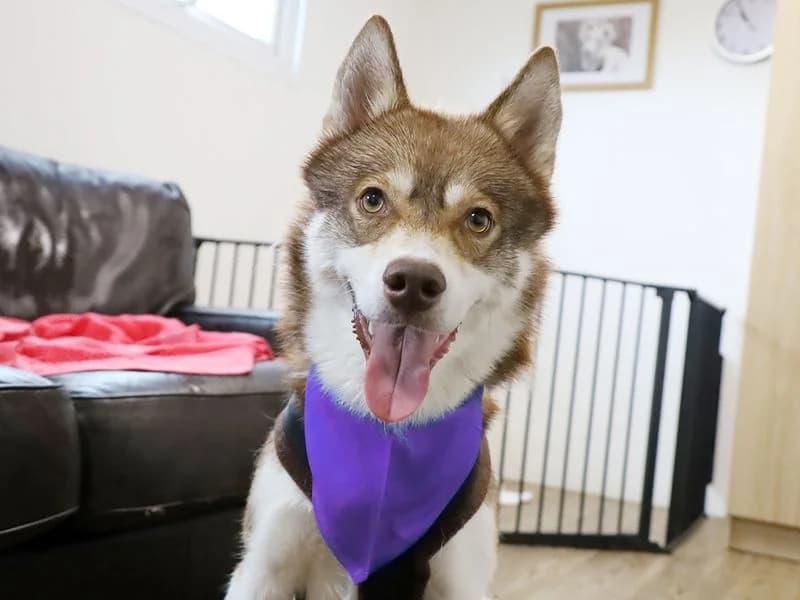 Hunter, male 3yo Husky for adoption at Dogs Trust Leeds, Leeds