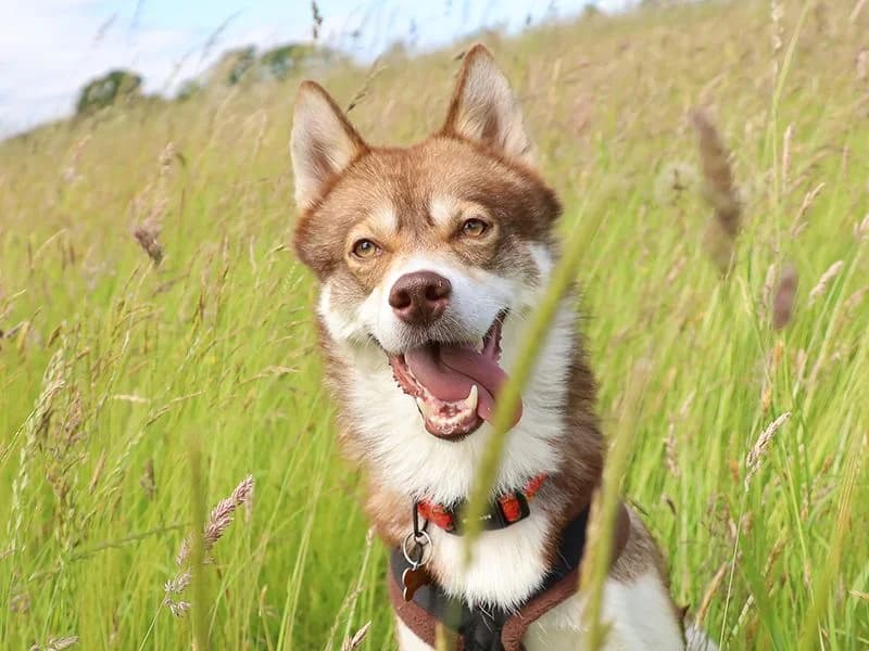 Hunter, male 3yo Husky for adoption at Dogs Trust Leeds, Leeds
