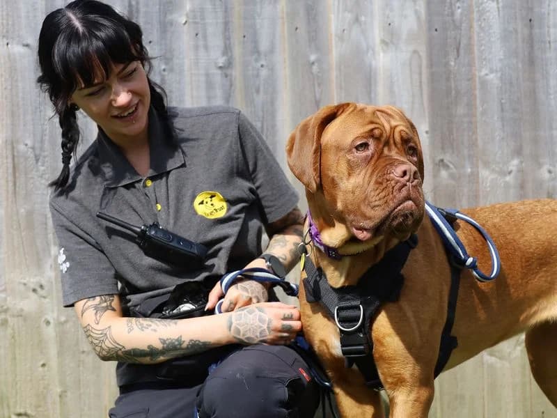 Margot, female puppy mixed breed for adoption at Dogs Trust Leeds, Leeds