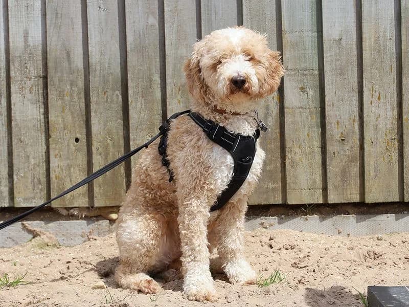 Sonny, male 4yo Poodle for adoption at Dogs Trust Leeds, Leeds