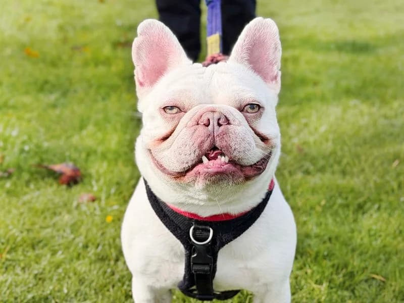 Jasper, male 3yo English Bulldog for adoption at Dogs Trust Leeds, Leeds