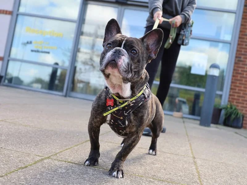 Gizmo, male 4yo English Bulldog for adoption at Dogs Trust Leeds, Leeds