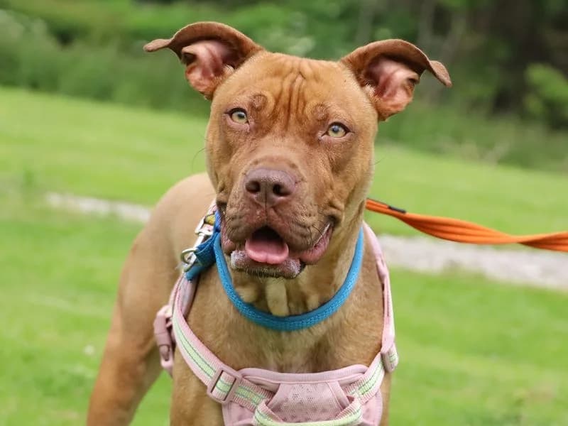 Brioche, female young Staffordshire Bull Terrier for adoption at Dogs Trust Leeds, Leeds
