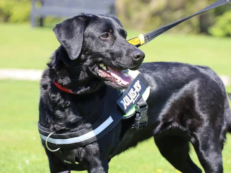 Oreo, female young Labrador Retriever for adoption at Dogs Trust Leeds, Leeds