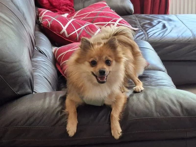 Roxy, female young Pomeranian for adoption at Dogs Trust Leeds, Leeds