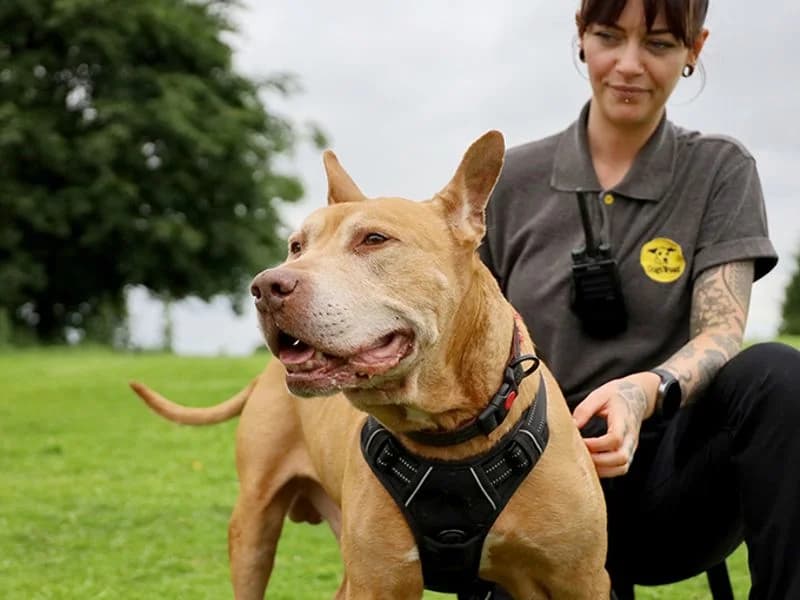 Romeo, male senior Staffordshire Bull Terrier for adoption at Dogs Trust Leeds, Leeds
