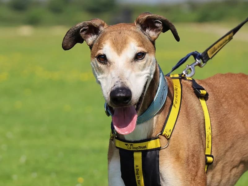 Bruce, male senior Lurcher for adoption at Dogs Trust Leeds, Leeds
