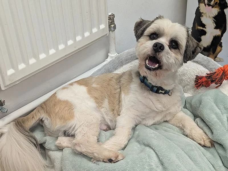 Milo, male 3yo mixed breed for adoption at Dogs Trust Leeds, Leeds