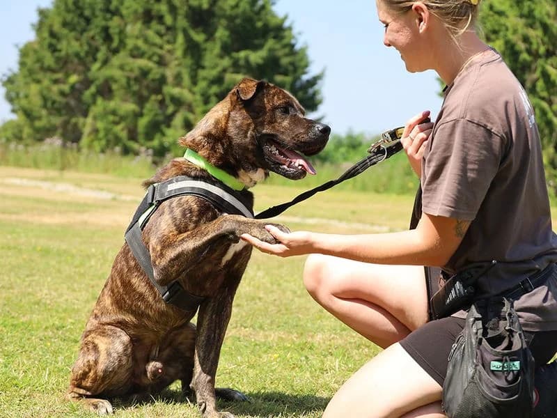 Kongbear, male 3yo English Bulldog for adoption at Dogs Trust Leeds, Leeds