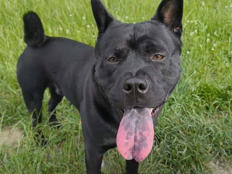 Douglas, male young Staffordshire Bull Terrier for adoption at Dogs Trust Leeds, Leeds
