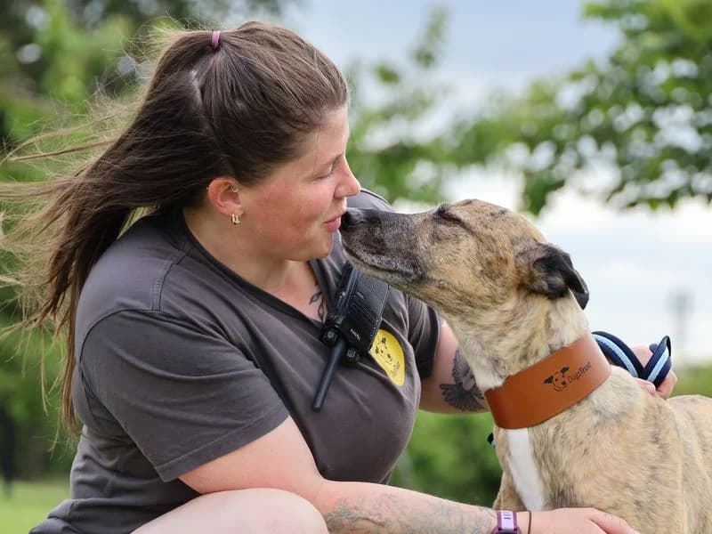 Nyla, female 5yo Greyhound for adoption at Dogs Trust Leeds, Leeds