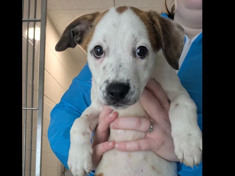 Eleven, female puppy Staffordshire Bull Terrier for adoption at Dogs Trust Leeds, Leeds