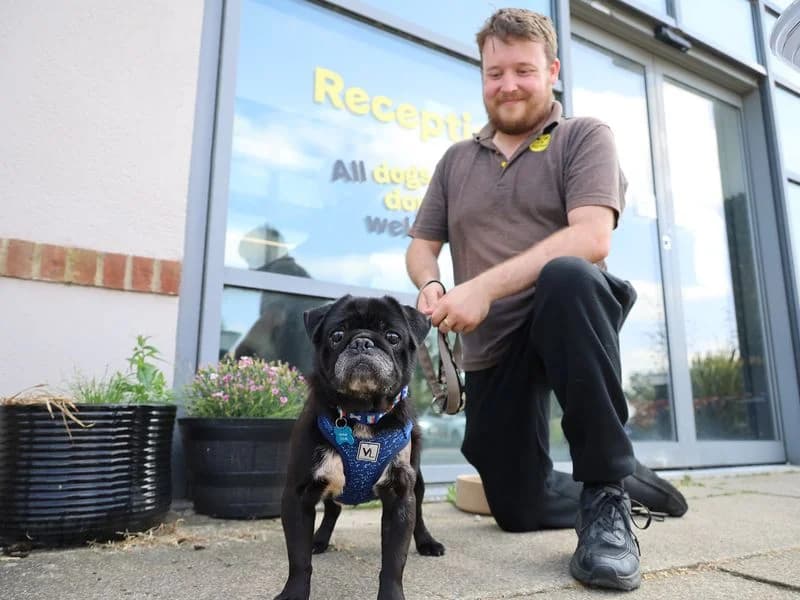 Snoopy, male senior Pug for adoption at Dogs Trust Leeds, Leeds