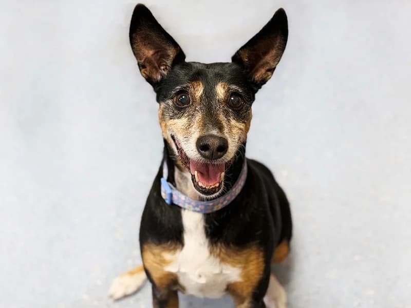 Mimi, female senior Whippet for adoption at Dogs Trust Leeds, Leeds