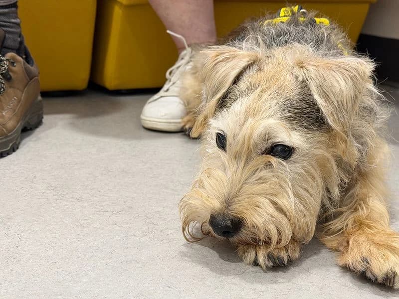 Jack, male senior Jack Russell Terrier for adoption at Dogs Trust Leeds, Leeds