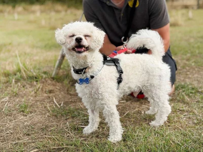 Albie, male 5yo Bichon Frisé for adoption at Dogs Trust Leeds, Leeds