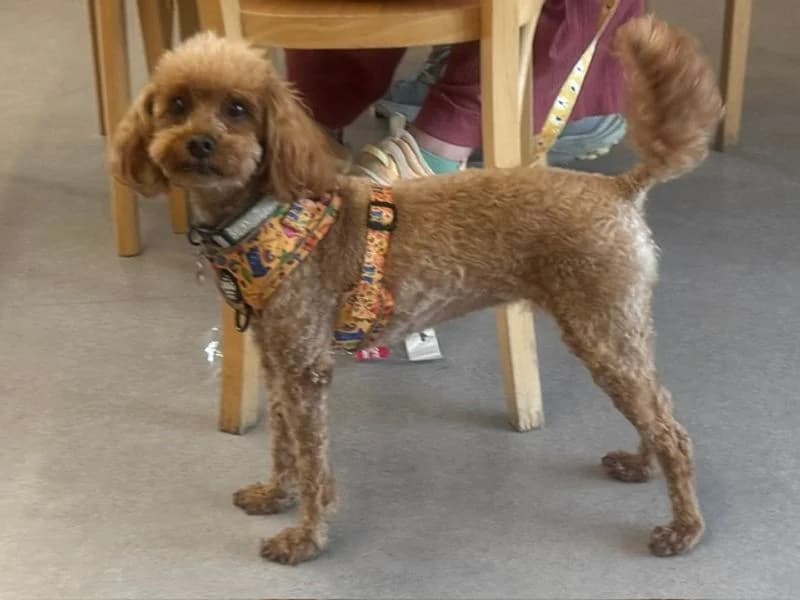 Poppy, female 6yo Poodle for adoption at Dogs Trust Leeds, Leeds