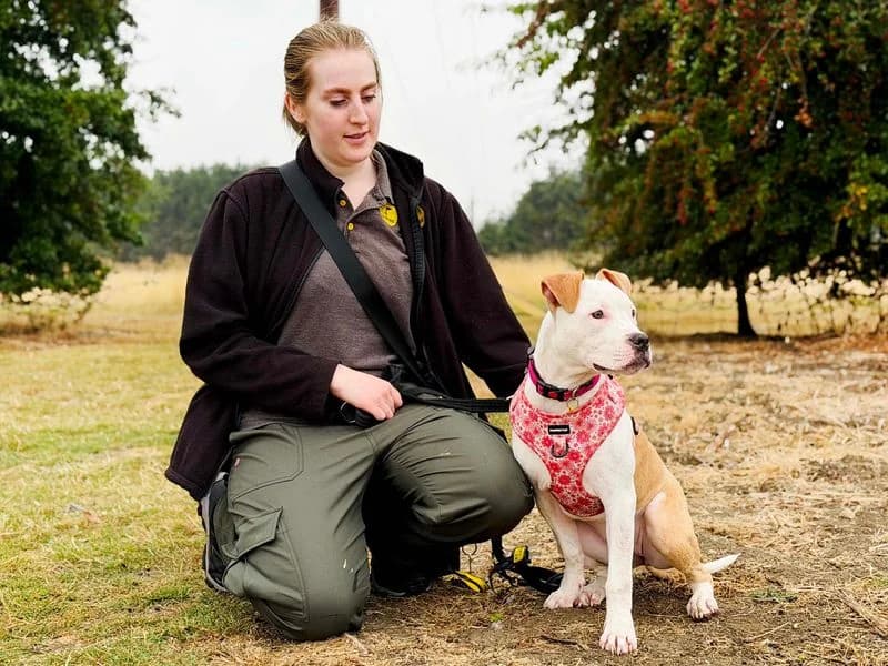 Sasha, female puppy American Staffordshire Terrier for adoption at Dogs Trust Leeds, Leeds