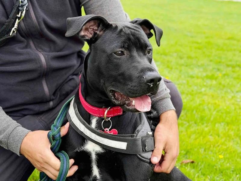 Bean, male puppy Staffordshire Bull Terrier for adoption at Dogs Trust Leeds, Leeds