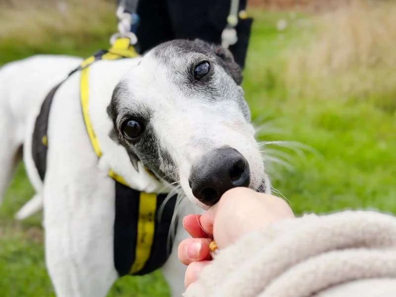 Oscar, male 5yo Greyhound for adoption at Dogs Trust Leeds, Leeds