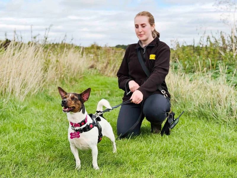 Poppy, female 3yo Jack Russell Terrier for adoption at Dogs Trust Leeds, Leeds