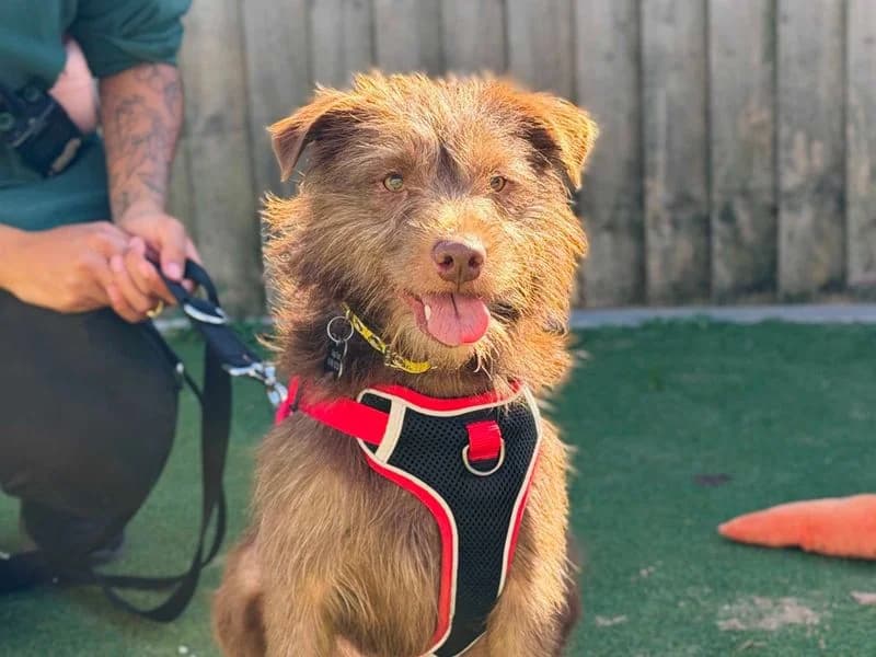 Alfie, male young mixed breed for adoption at Dogs Trust Leeds, Leeds