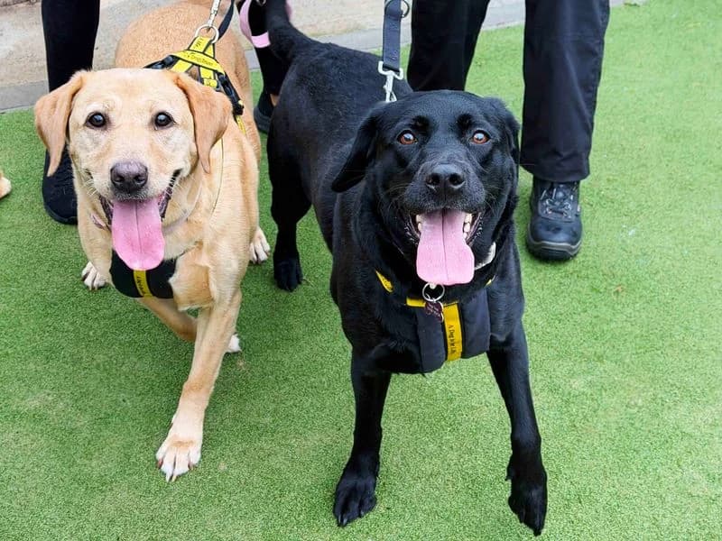 Luna, female senior Labrador Retriever for adoption at Dogs Trust Leeds, Leeds
